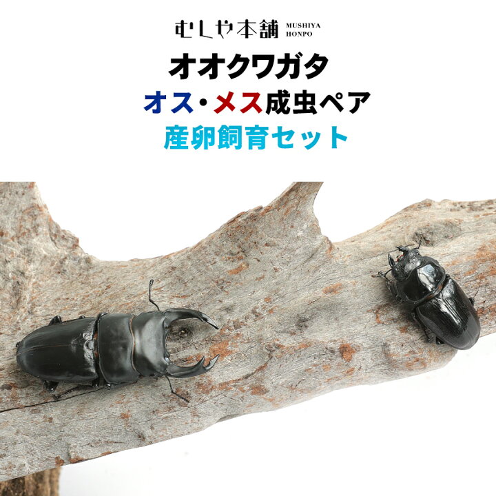 楽天市場】むしや本舗 ペアリング用! 国産 オオクワガタ 成熟成虫 