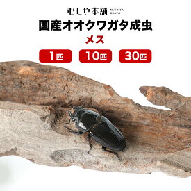 むしや本舗 産卵確認済み 国産 オオクワガタ 成虫 メス単品 クワガタ 昆虫 オオクワ 生き物 国産 メス 単品 ペット 産卵確認 繁殖 ブリード 生体 生き物 飼育 観賞用 ペット 繁殖 子供 大人 親子 夏休み 趣味 自由研究 ギフト プレゼントに