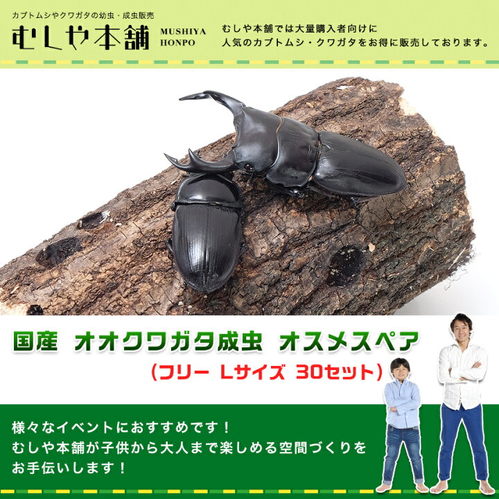 楽天市場】むしや本舗 国産 オオクワガタ 成虫 オスメスペア Lサイズ 