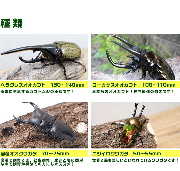 楽天市場 カブトムシ クワガタの展示会用成虫のセット B 大型7種類 大口 大量購入 むしや本舗