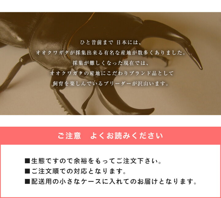 楽天市場】むしや本舗 新成虫！ 能勢YG オオクワガタ 成虫 オス単品 各