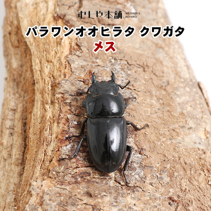 特大サイズ パラワンオオヒラタクワガタ成虫 オス ブリード品 