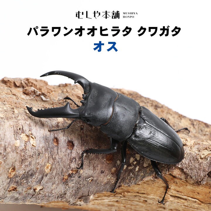 楽天市場】むしや本舗 パラワンオオヒラタクワガタ成虫 オス ブリード 