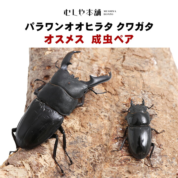 楽天市場】むしや本舗 パラワンオオヒラタクワガタ成虫 オスメスペア  