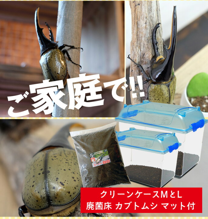 楽天市場 送料無料 ヘラクレスオオカブト3令中期幼虫オスメスペア マット 飼育ケースのセット ヘラクレスヘラクレスorヘラクレスリッキー カブトムシ カブトムシ幼虫 外国産カブトムシ ヘラクレス幼虫 極太 大型 むしや本舗