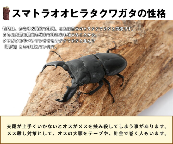 楽天市場 送料無料 スマトラオオヒラタクワガタ 成虫 オス Llサイズ アチェ産 スマトラヒラタ スマトラ ヒラタクワガタ クワガタ むしや本舗 楽天市場 送料無料 スマトラオオヒラタクワガタ 成虫 オス Llサイズ アチェ産 スマトラヒラタ スマトラ ヒラタクワガタ クワガタ むしや本舗