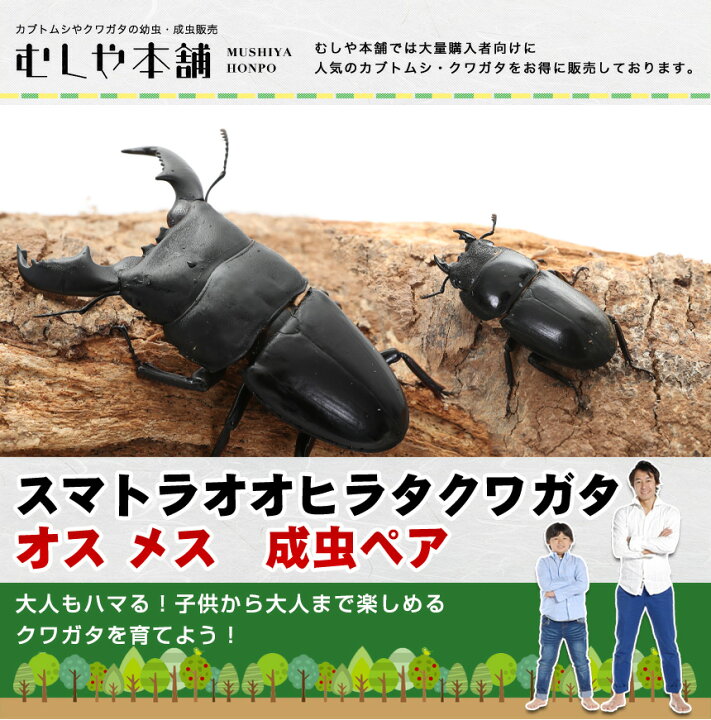楽天市場】むしや本舗 スマトラオオヒラタクワガタ 成虫 ペア アチェ産 
