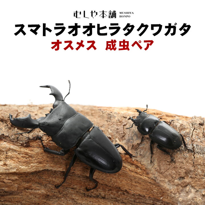 楽天市場】むしや本舗 スマトラオオヒラタクワガタ 成虫 ペア アチェ産 