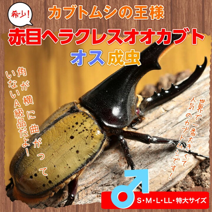 楽天市場】むしや本舗 カブトムシ 赤目ヘラクレスオオカブト オス 
