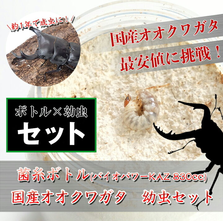 楽天市場】むしや本舗 国産オオクワガタ幼虫（1令〜2令）+新鮮な菌糸 