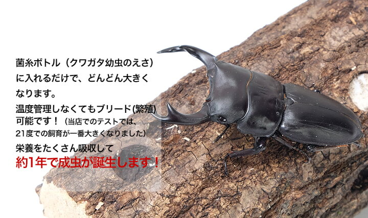 楽天市場】むしや本舗【国産オオクワガタ 幼虫（1令〜2令）5頭 + 新鮮 