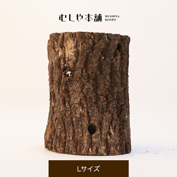 楽天市場】むしや本舗 産卵木 クヌギ Lサイズ オオクワガタ用産卵材 