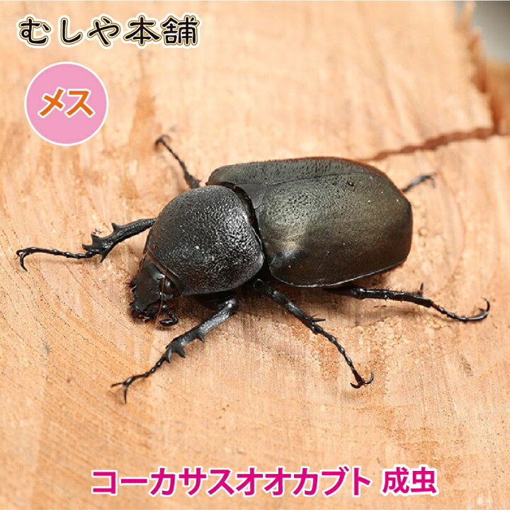 楽天市場 送料無料 コーカサスオオカブトムシ 成虫 メス Sサイズ カブトムシ コーカサス コーカサス成虫 生き物 ペット むしや本舗