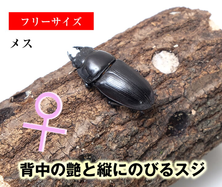 楽天市場 送料無料 国産 オオクワガタ 成虫 オスメスペア Sサイズ クワガタ 昆虫 飼育 ブリード 生体 ペット むしや本舗 楽天市場 送料無料 国産 オオクワガタ 成虫 オスメスペア Sサイズ クワガタ 昆虫 飼育 ブリード 生体 ペット むしや本舗