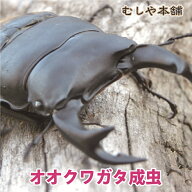 むしや本舗 新成虫！ 国産 オオクワガタ 成虫 オス単品 LLサイズ 75ミリ以上 クワガタ 昆虫 新成虫 オオ…