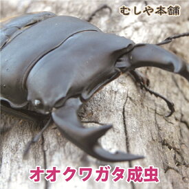 むしや本舗【新成虫 国産 オオクワガタ 成虫 オス単品 Mサイズ 60～69ミリ】クワガタ／昆虫／オオクワ／生き物／ペット／プレゼントに