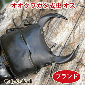 むしや本舗【能勢YG 国産 オオクワガタ 成虫 オス単品 超特大サイズ 86ミリ】昆虫／クワガタ／生体／ペット