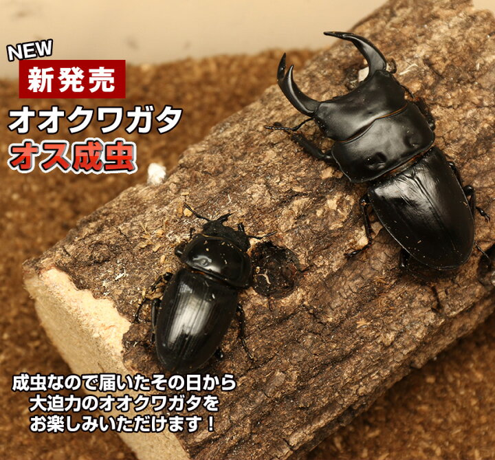 楽天市場 送料無料 国産 オオクワガタ 成虫 オス Llサイズ クワガタ 昆虫 生体 ペット プレゼントに むしや本舗