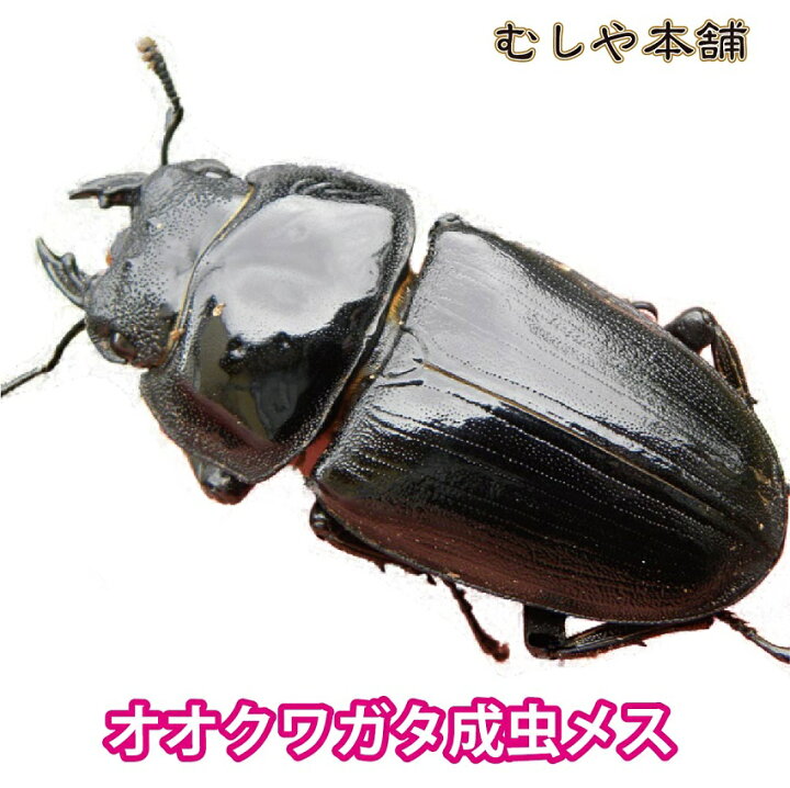 楽天市場 送料無料 新成虫 国産 オオクワガタ 成虫 メス Lサイズ 昆虫 クワガタ ブリード 生き物 ペット むしや本舗