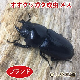 むしや本舗【新成虫 能勢YG オオクワガタ 成虫 メス単品 特大52ミリ】オオクワ／昆虫／クワガタ／ブリード／生き物／ペット ／プレゼントに