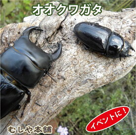 むしや本舗【国産 オオクワガタ成虫 オスメスペア Lサイズ 30セット大口・大量購入】クワガタ／昆虫／生体／ペット