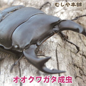 むしや本舗【国産 オオクワガタ 成虫 オス Sサイズ】クワガタ／昆虫／生体／ペット／プレゼントに