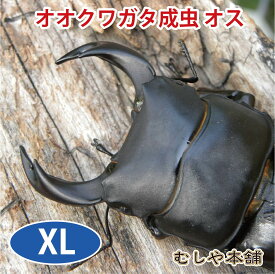 むしや本舗【国産 オオクワガタ 成虫 オス単品】 クワガタ／昆虫／オオクワ／生き物／ペット／プレゼント