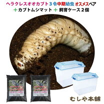 楽天市場】ヘラクレス 幼虫 メスの通販