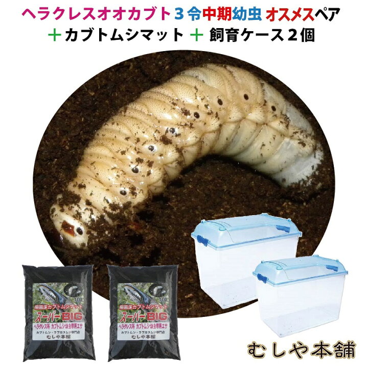 楽天市場 送料無料 ヘラクレスオオカブト3令中期幼虫オスメスペア マット 飼育ケースのセット ヘラクレスヘラクレスorヘラクレスリッキー カブトムシ カブトムシ幼虫 外国産カブトムシ ヘラクレス幼虫 極太 大型 むしや本舗 楽天市場 送料無料 ヘラクレスオオカブト3令中期幼虫オスメスペア マット 飼育ケースのセット ヘラクレスヘラクレスorヘラクレスリッキー カブトムシ カブトムシ幼虫 外国産カブトムシ ヘラクレス幼虫 極太 大型 むしや本舗
