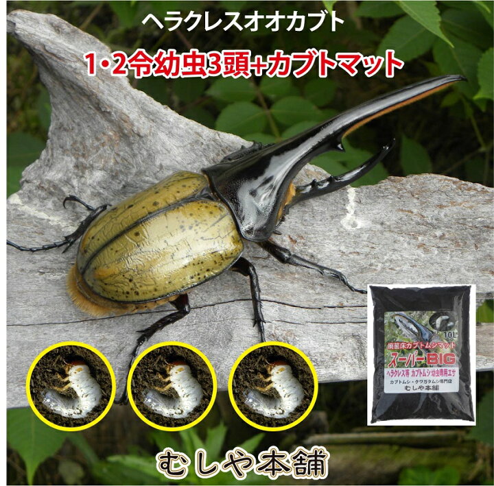 楽天市場】むしや本舗 ヘラクレスオオカブト (ヘラクレスヘラクレス) 1 
