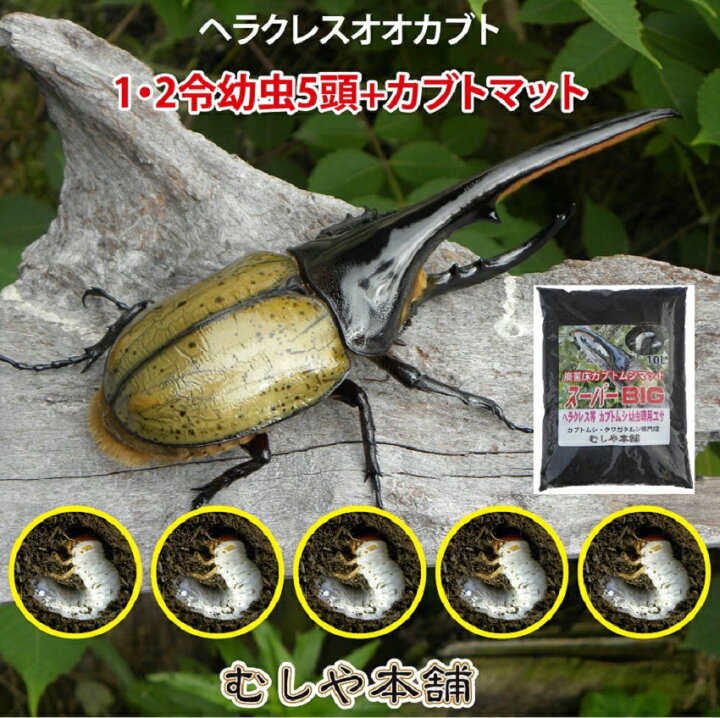 楽天市場】むしや本舗 超大型ヘラクレスオオカブトの幼虫 初・2令 5頭 
