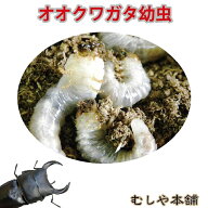 むしや本舗 国産 オオクワガタ幼虫（1〜2令） オオクワガタ ブリーディング オオクワ 幼虫 クワガタ 昆虫…