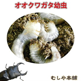 むしや本舗【国産 オオクワガタ幼虫（ 1〜2令）】オオクワガタ ／ オオクワ ／ クワガタ ／ 幼虫 ／ 飼育 ／ ブリーディング ／ 生き物 ／ ペット ／ 大口・大量購入