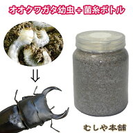 むしや本舗 国産オオクワガタ幼虫（1令〜2令）+新鮮な菌糸ボトルセット オオクワガタ幼虫 菌糸ビン オオ…