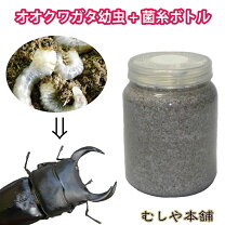 楽天市場】オオクワガタ 能勢yg 幼虫の通販