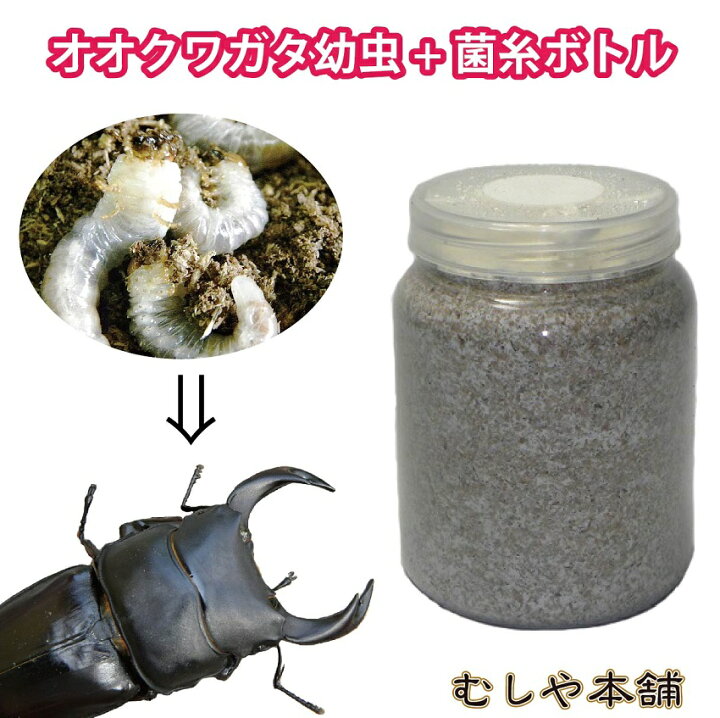 楽天市場 送料無料 国産オオクワガタ 1令 2令幼虫5頭 新鮮な菌糸ボトル5個のセット オオクワガタ幼虫 菌糸ビン オオクワガタ クワガタ幼虫 クワガタ むしや本舗