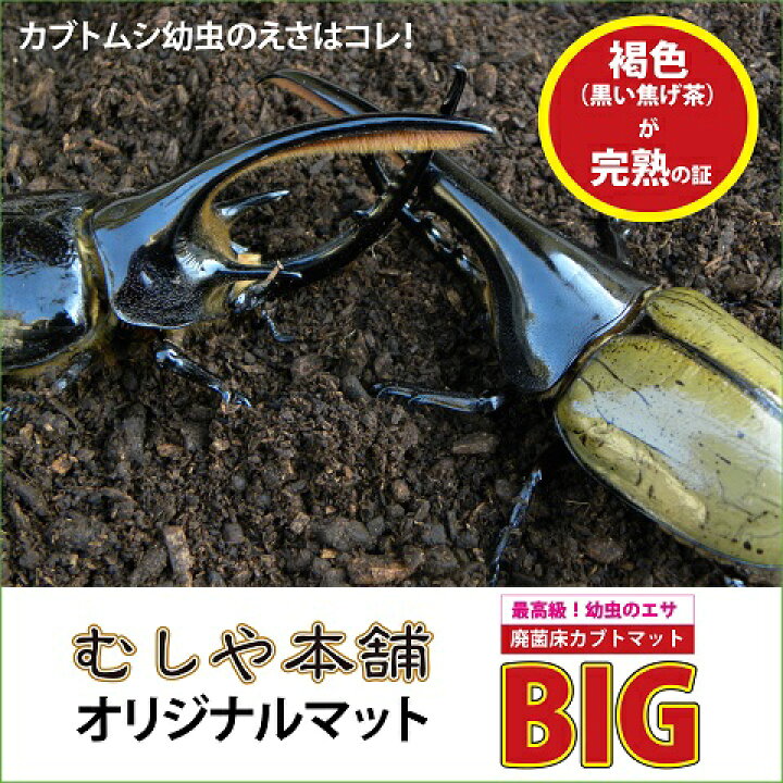 楽天市場 送料無料 高カロリー 廃菌床発酵カブトムシ マット Big 10リットル 1袋 昆虫マット かぶとむし カブトムシ幼虫のエサ ヘラクレス幼虫 のエサ カブトムシマットビッグ むしや本舗