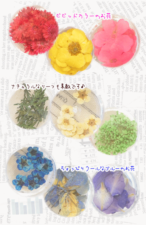 市場 選べる2色 ドライフラワー 緑 押し花 クラフト 橙 3枚入 シラネリア レジン パーツ