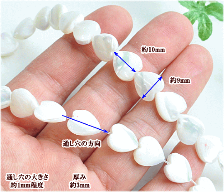 楽天市場】天然 ニシキウズ貝 ハート 1連 約40cm 約40個前後 《 錦渦貝