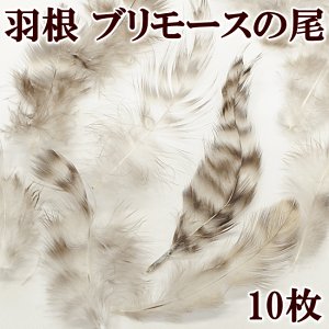 yʌ 300~OFFN[|zH u[X̔ 6cm`11cm 10  Rf VR tFU[ { jg n{ H ͂ nl ߑ  hX `[ RT[W ANZT[ p[c ޗ
