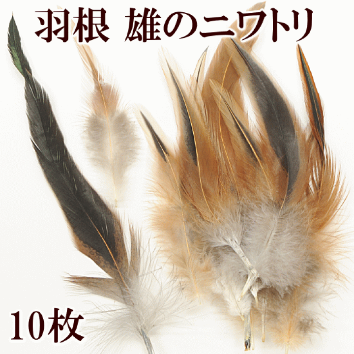 楽天市場 完売しました 羽根 オスのニワトリ 10枚セット 約10cm 18 5cm 自然素材 天然 フェザー 鶏 ニワトリ 地鶏 羽 はね ハネ 衣装 装飾 ドレス チャーム コサージュ アクセサリー パーツ 材料 イヤリング ピアス ネックレス ヘッドドレス ハンドメイド 手芸 楽天市場 完売しました 羽根 オスのニワトリ 10枚セット 約10cm 18 5cm 自然素材 天然 フェザー 鶏 ニワトリ 地鶏 羽 はね ハネ 衣装 装飾 ドレス チャーム コサージュ アクセサリー パーツ 材料 イヤリング ピアス ネックレス ヘッドドレス ハンドメイド 手芸