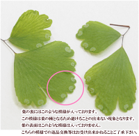 お花のアソートセット全12種ケースつき《ネイルパーツドライフラワープリザーブドフラワーハーバリウムパーツ花押し花紫陽花あじさい封入パーツレジンUVレジンレジン液アクセサリーパーツ》