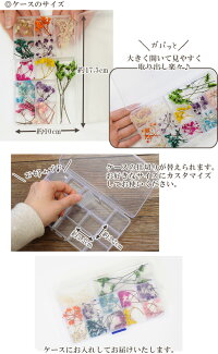 ミニドライフラワー12種類アソートセットケース付き《スターフラワーかすみ草茎枝ハーバリウムブリザーブドフラワーレジン封入アクセサリーピアスアロマアート花アレンジメントインテリアハンドメイド手芸花材》