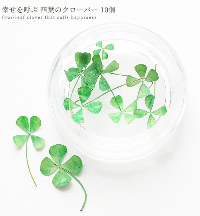 楽天市場 幸せを呼ぶ 四葉のクローバー 10枚 ドライフラワー リアル 本物 四つ葉 茎 ハーバリウム レジン 封入 アクセサリー ネックレス ピアス アロマ アートフラワー インテリア ハンドメイド 花材 手作り工房 ｍｙ ｍａｍａ