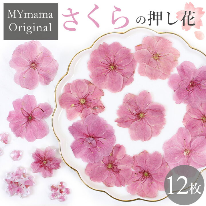 楽天市場】【訳あり】桜 押し花 セット 12枚入 □ドライフラワー 