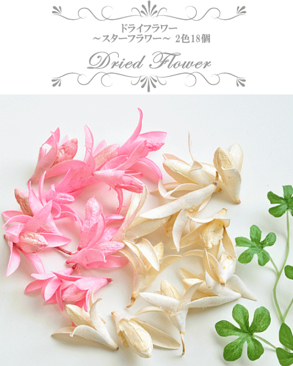 楽天市場 訳あり ドライフラワー スターフラワー 2色 18個 ハーバリウム アートフラワー 花 クラフト フラワーアレンジメント デコ コサージュ レジン ハンドメイド 手芸 手作り 手作り工房 ｍｙ ｍａｍａ