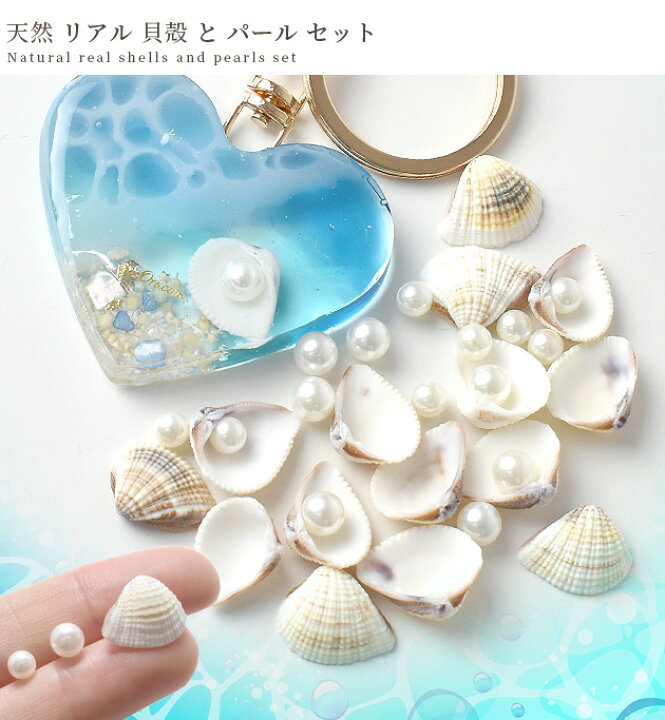 楽天市場】天然 リアル 貝殻 と パール セット 15個 / 16個 □ レジン 