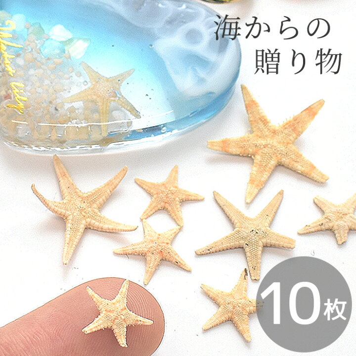 楽天市場】天然 リアル ヒトデ 10枚入 □ レジン アクセサリー 封入 