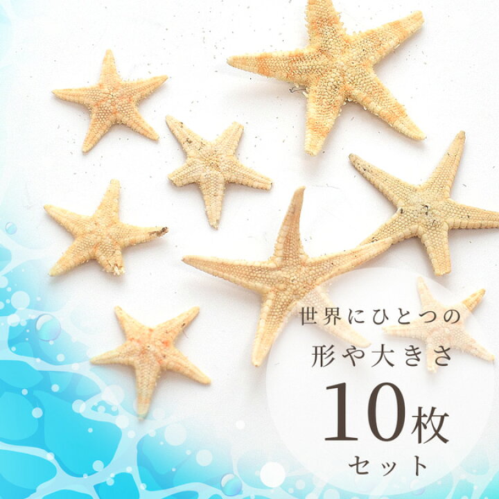 楽天市場】天然 リアル ヒトデ 10枚入 □ レジン アクセサリー 封入 