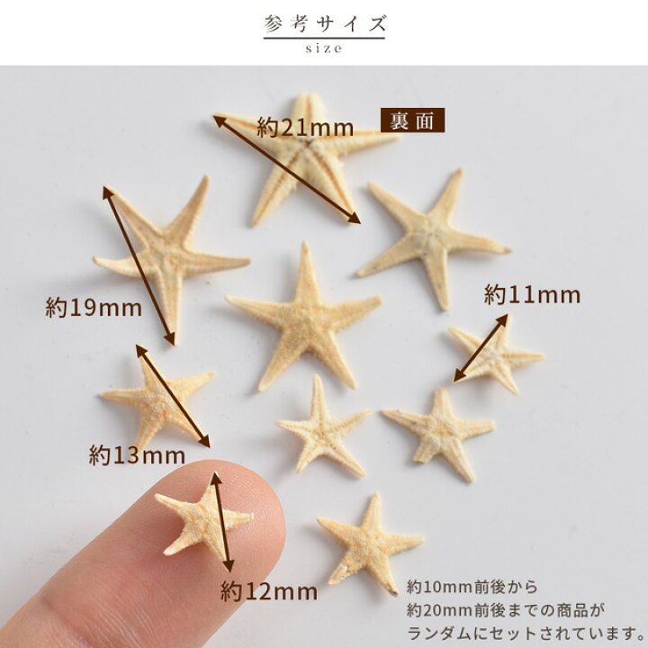 楽天市場】天然 リアル ヒトデ 10枚入 □ レジン アクセサリー 封入 